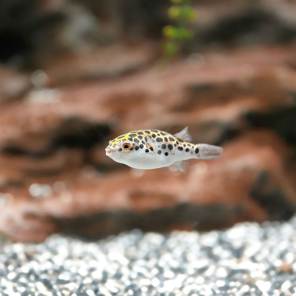 Green spotted puffer in a tank