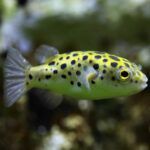 Green spotted pufferfish closeup