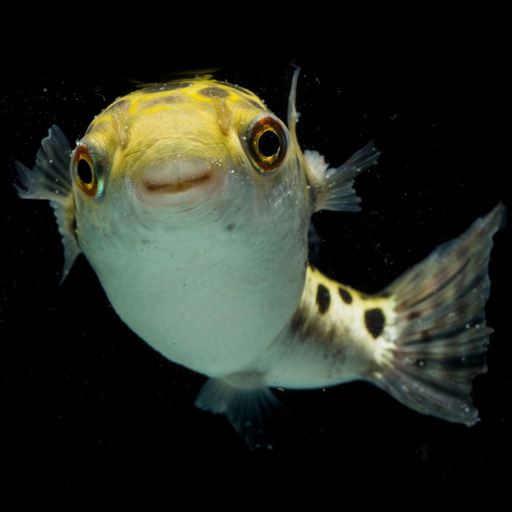Green spotted pufferfish smiling