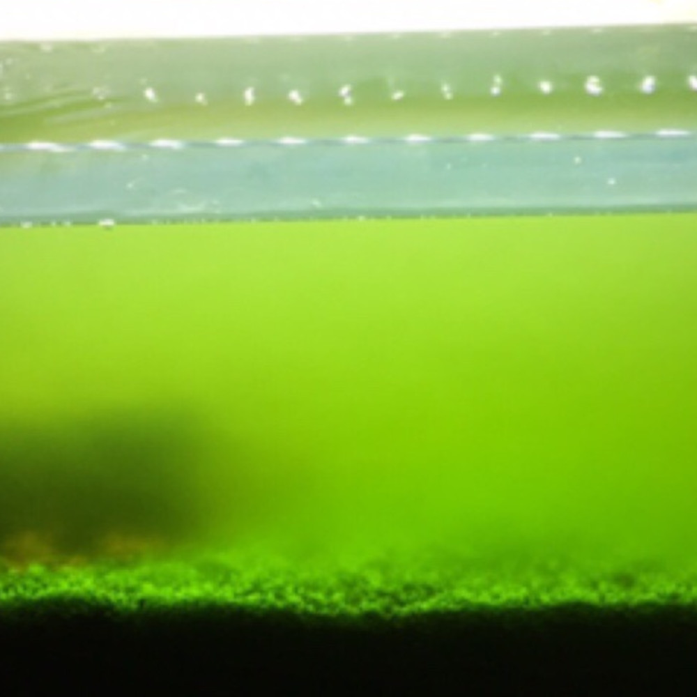 Green water forming algae