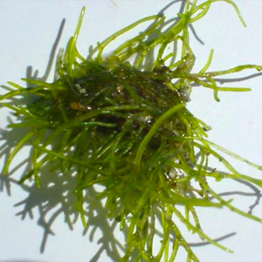Green wiry algae