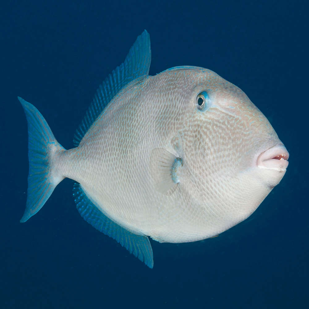 Grey triggerfish