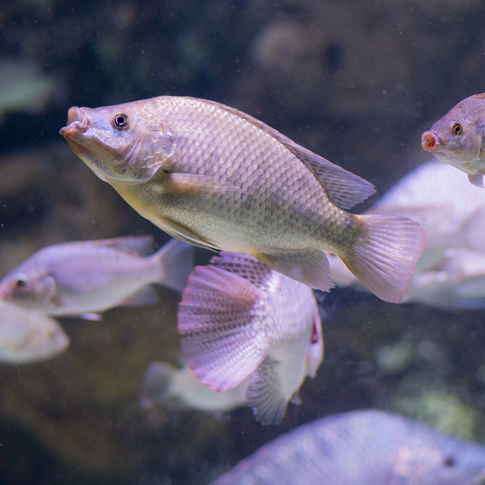 Group of blue tilapia