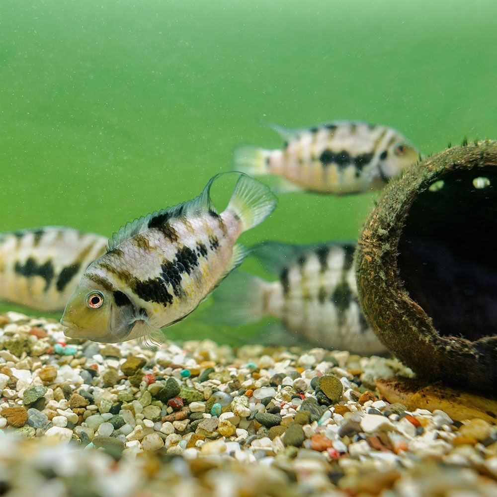 Group of convict cichlids in aquarium