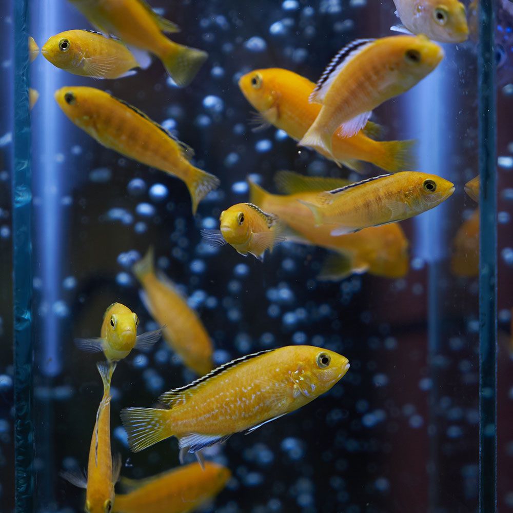 Group of electric yellow cichlids