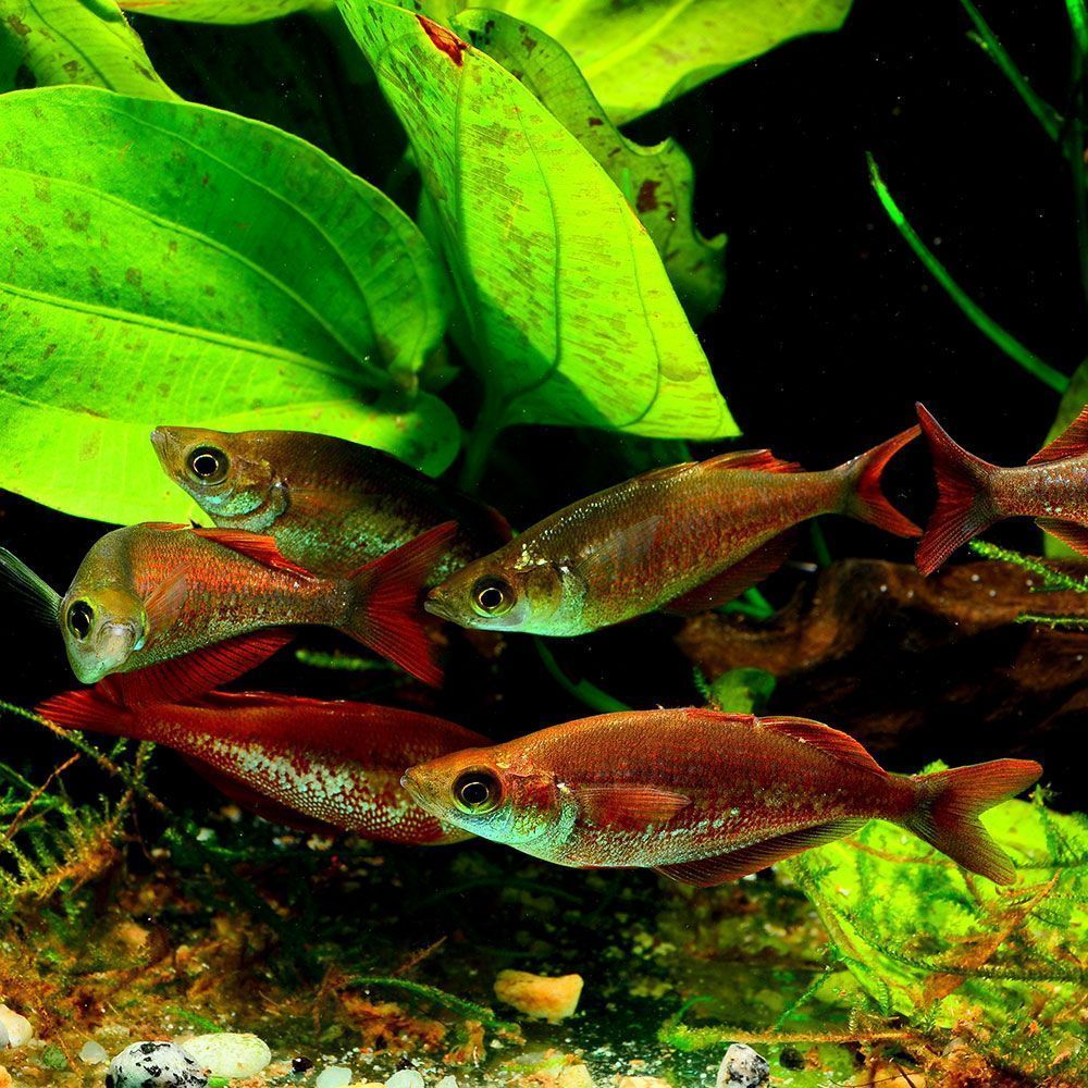 Group of red rainbowfish