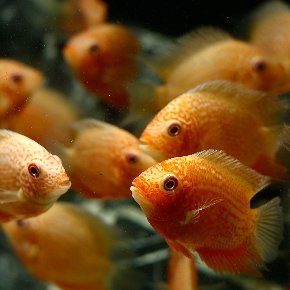 Group of severums