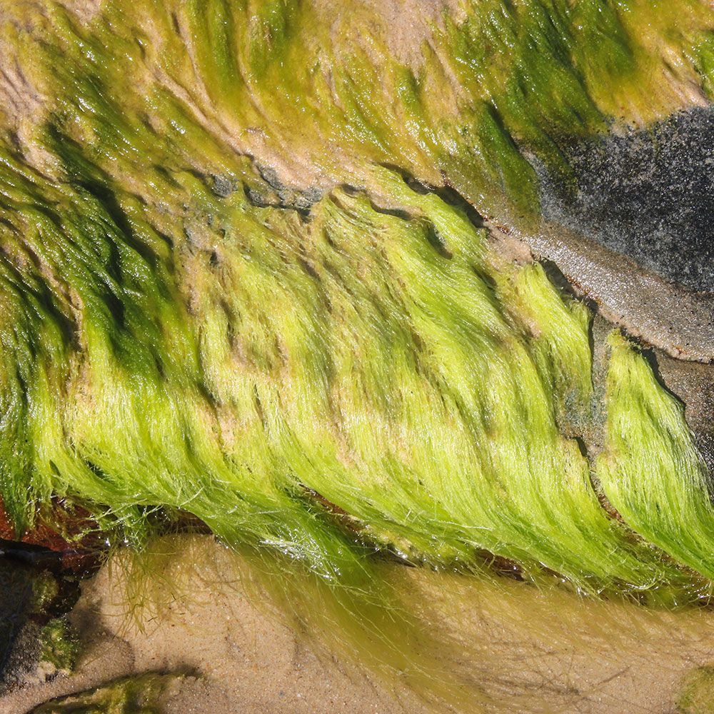 Hair Algae
