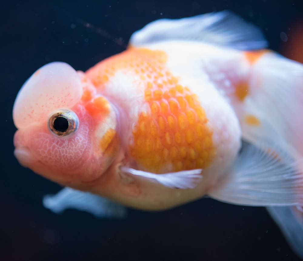 Crown pearlscale goldfish