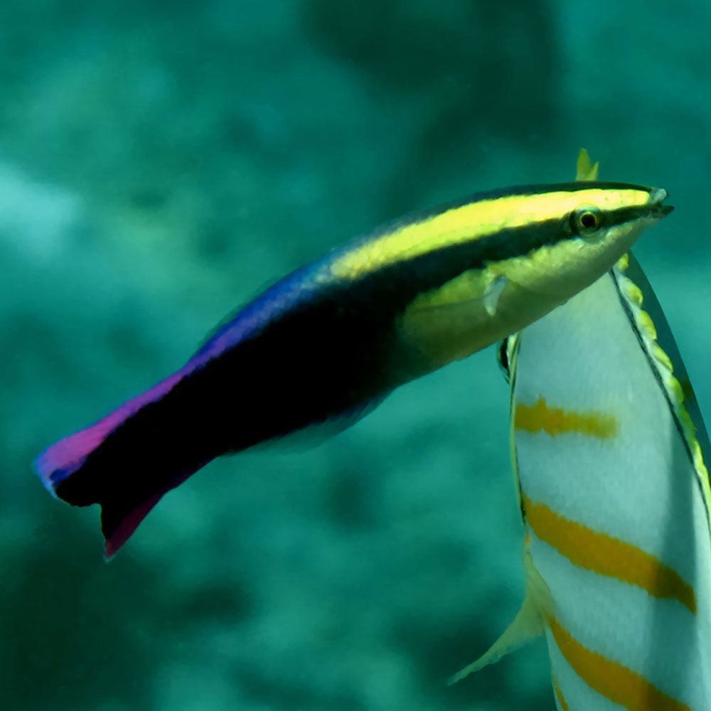 Hawaiian cleaner wrasse with ornate butterflyfish