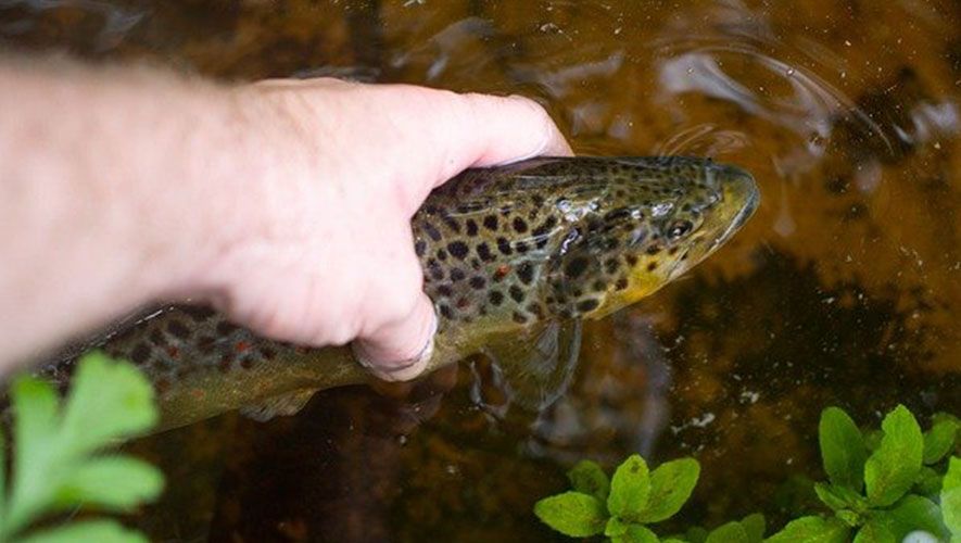 Holding trout in hand and releasing in water