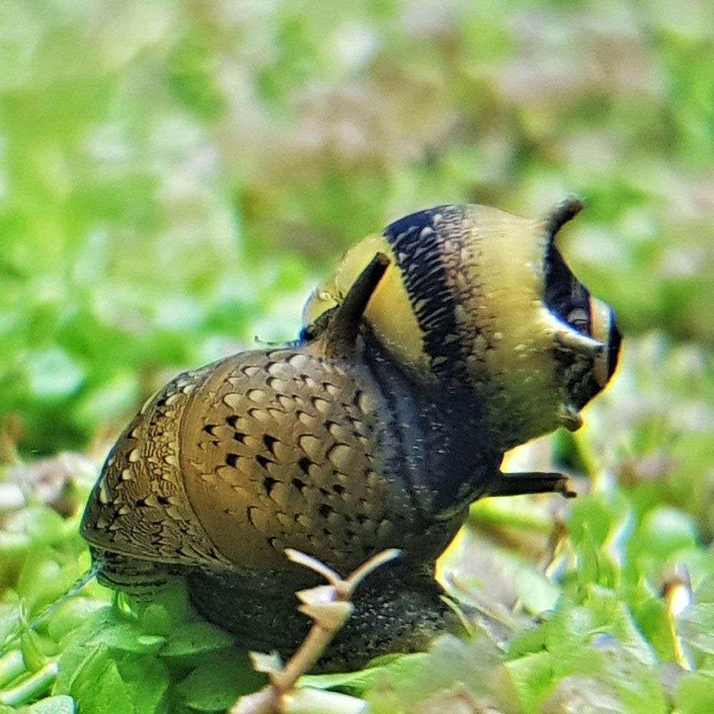Horned nerite snail