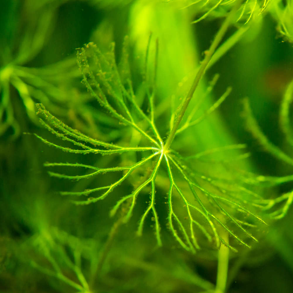 Hornwort leaves closeup
