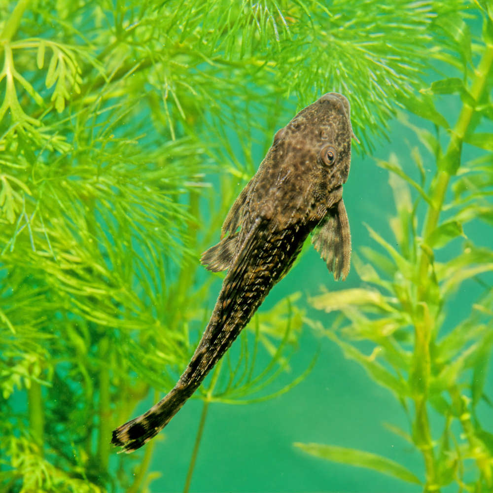 Hypostomus plecostomus aka suckermouth catfish