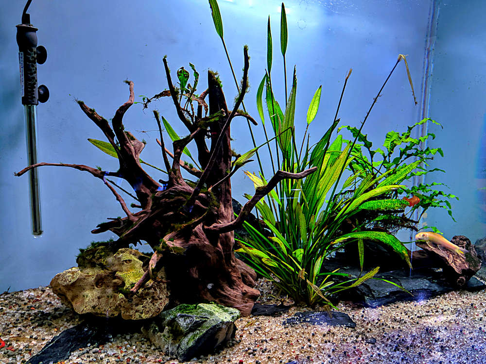 Island setup in the aquarium
