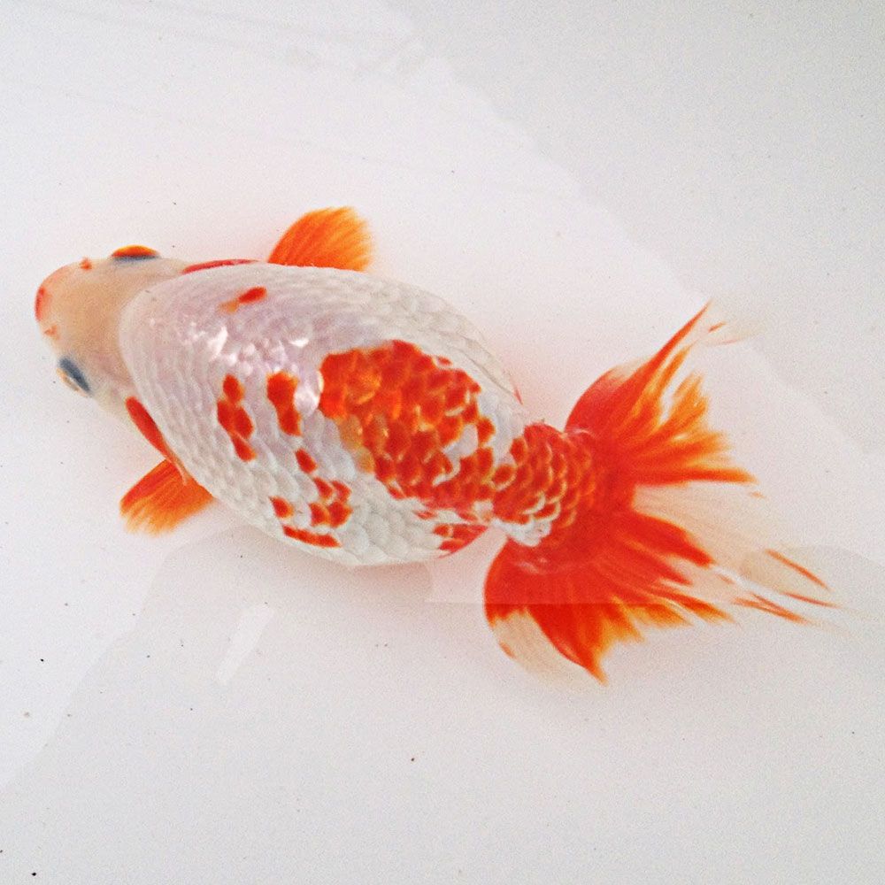 Izumo Nankin goldfish