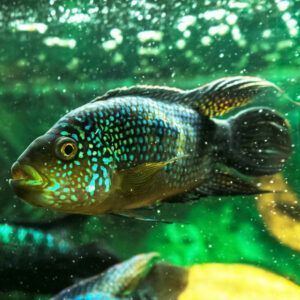 Jack dempsey fish closeup