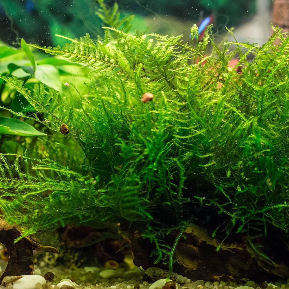 Java moss planted aquarium