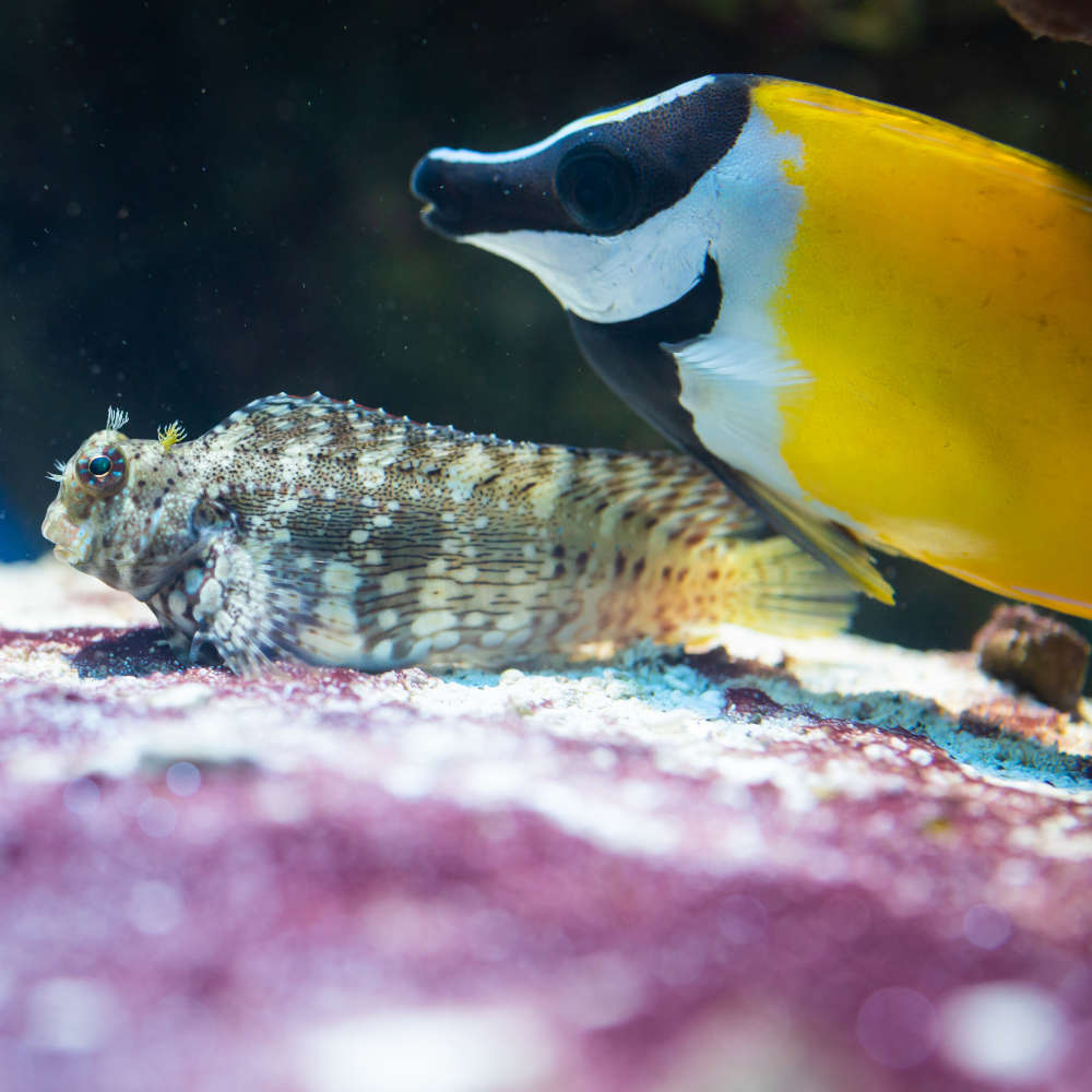 Jewelled blenny with foxface rabbitfish
