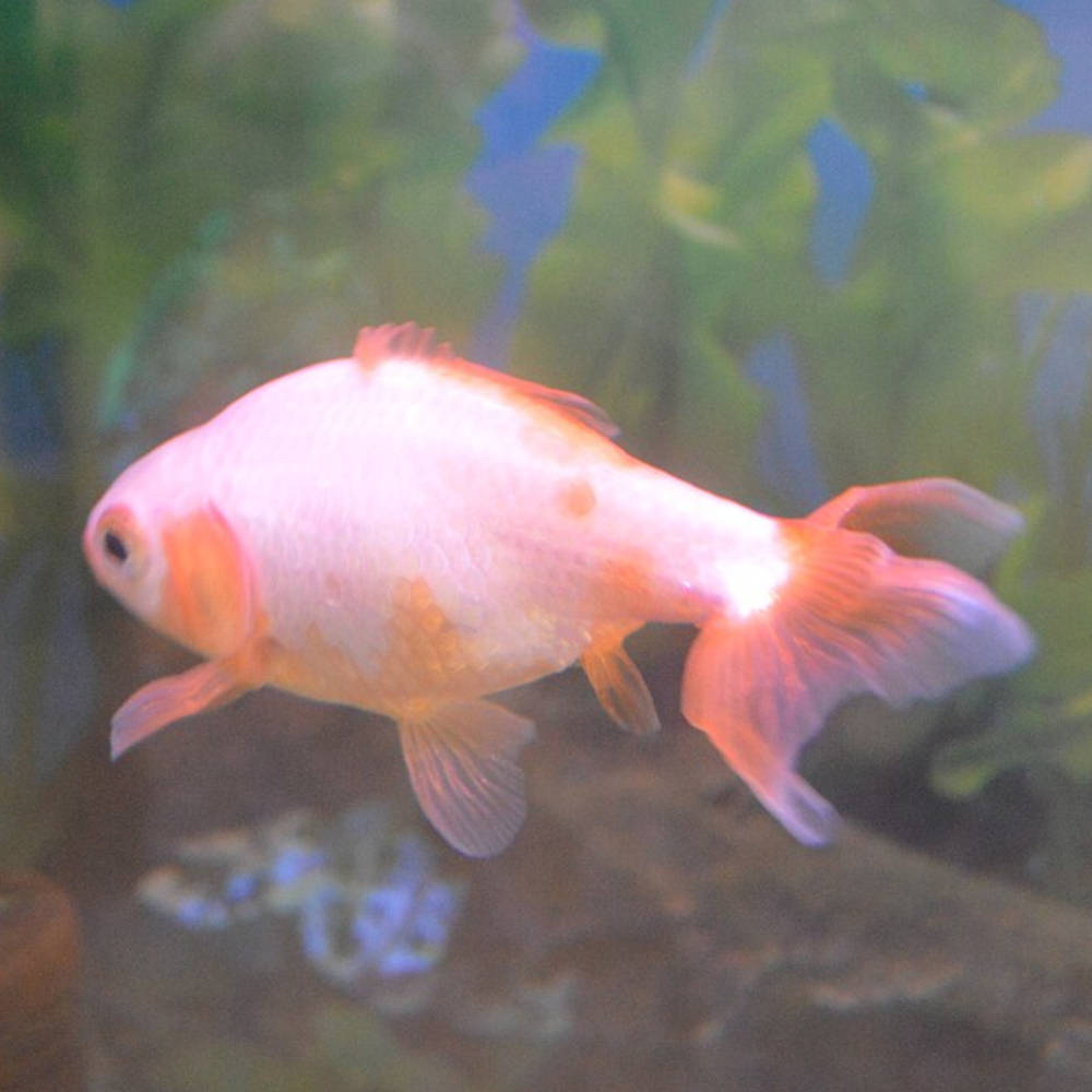 Jikin goldfish