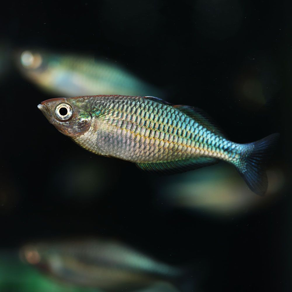 Juvenile turquoise rainbowfish