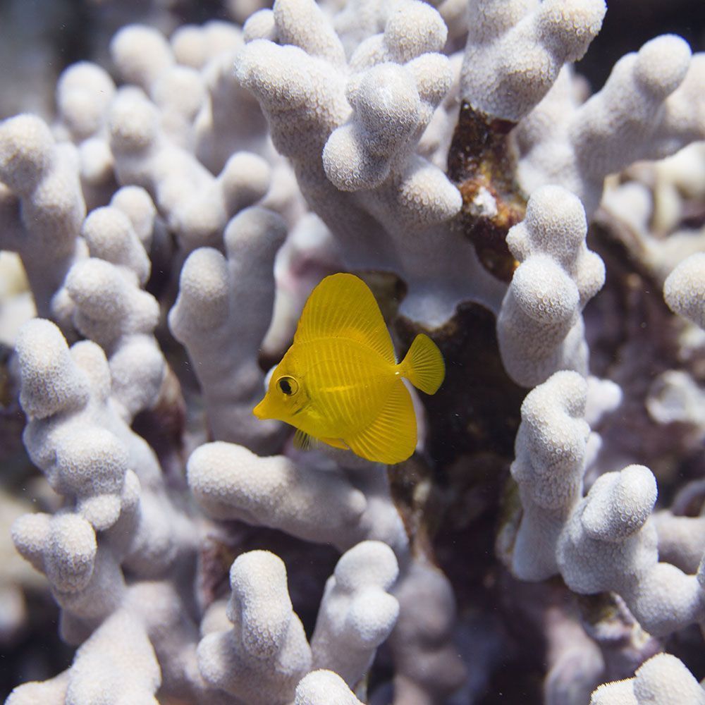 Juvenile yellow tang on coral reef
