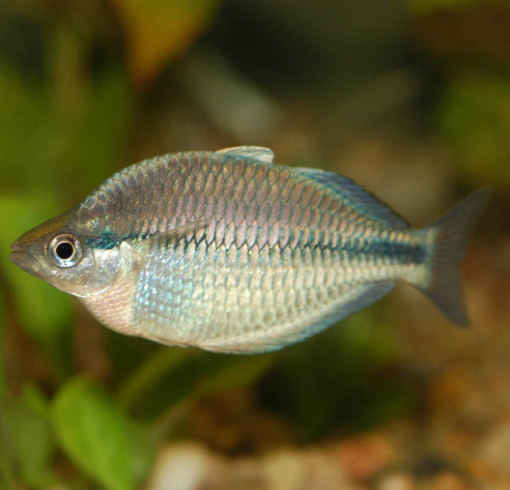 Kamaka rainbowfish