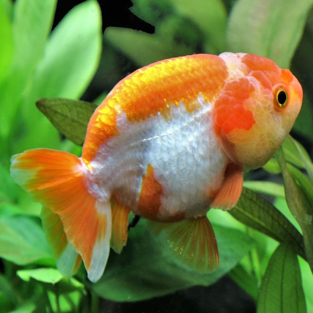 Lionhead goldfish in aquarium