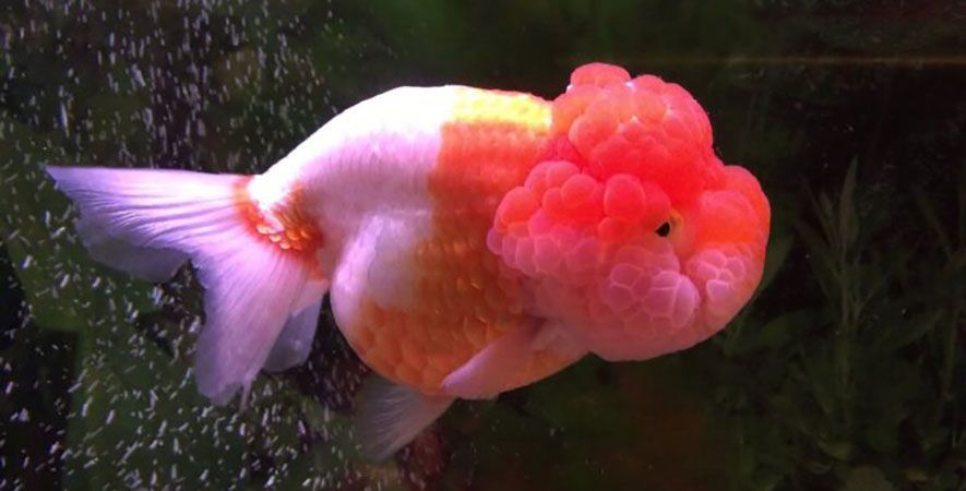 Lionhead goldfish with pinkish hue