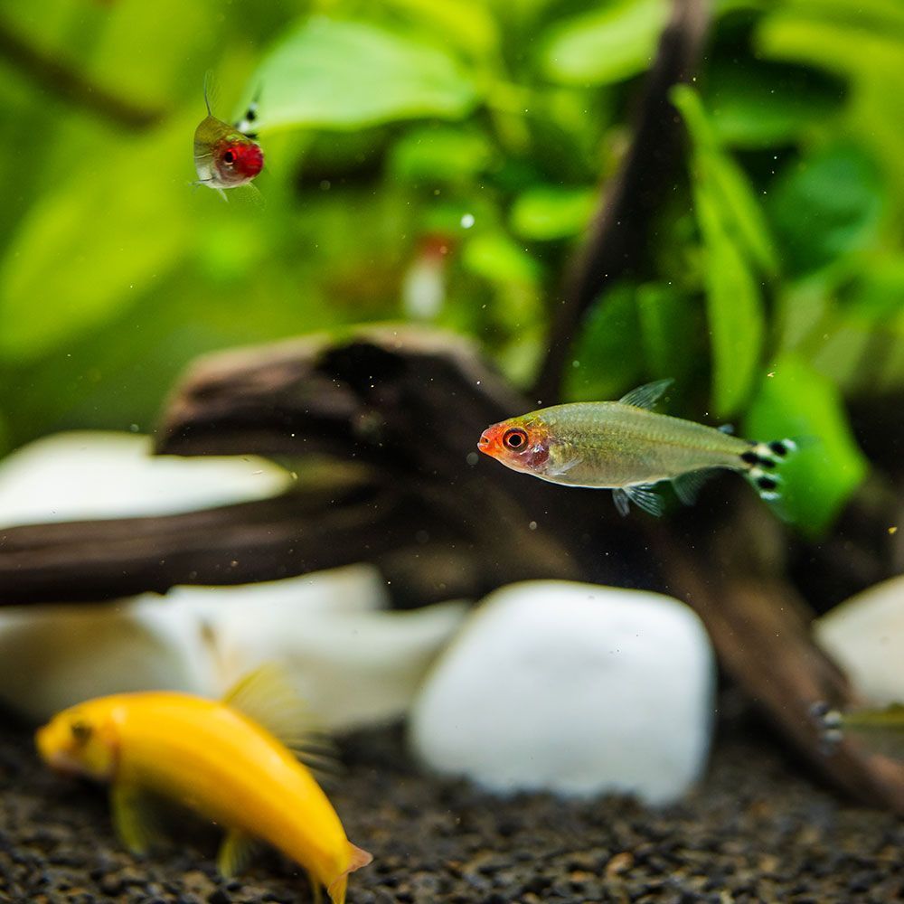 Longshotof firehead tetra in an aquarium