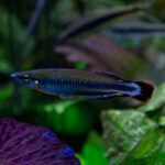 Madagascar rainbowfish closeup