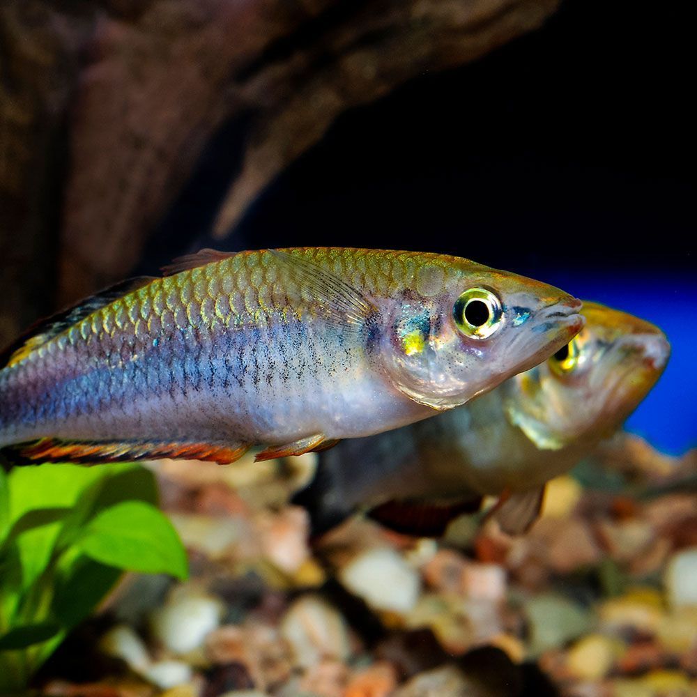 Madagascar rainbowfish pair