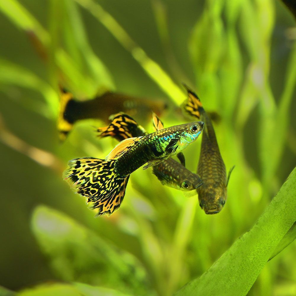 Male and female guppies