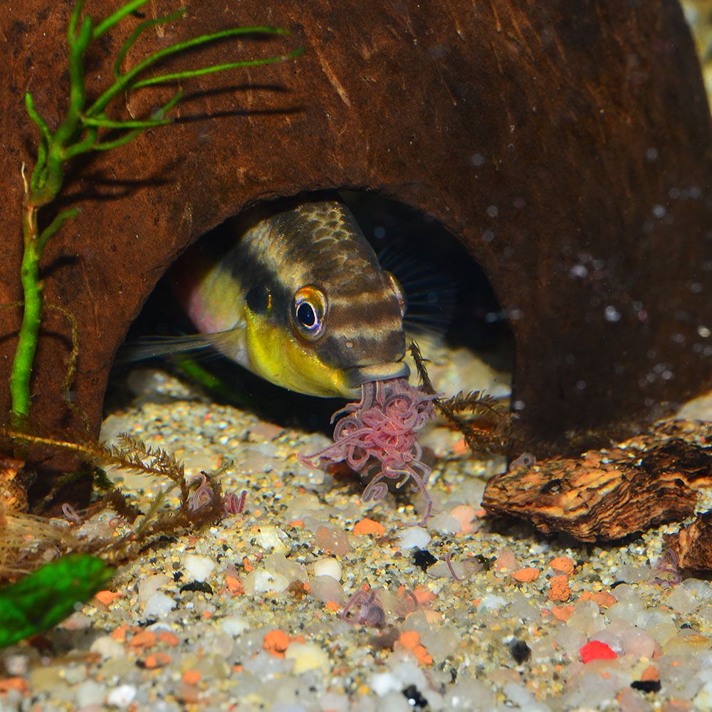Male kribensis eating tubifex worm outside its burrow