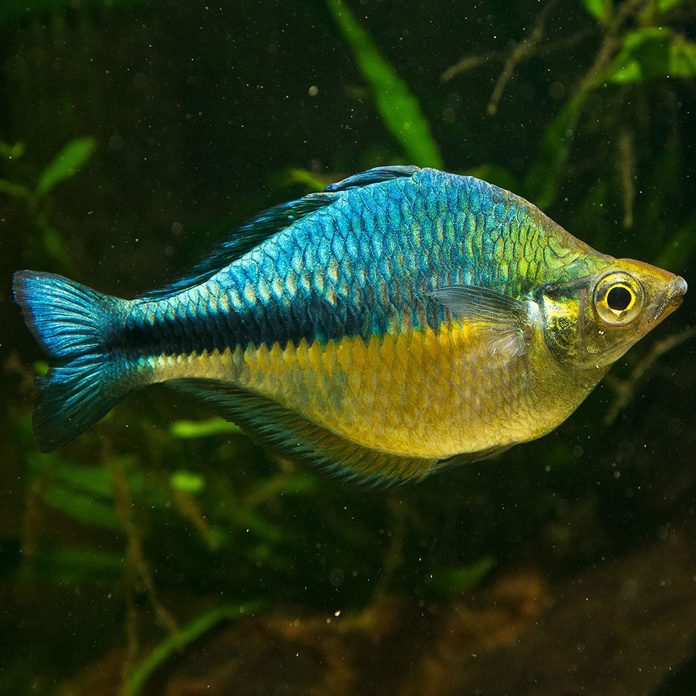 Male turquoise rainbowfish