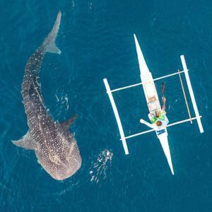 A man feeding a whale shark: the biggest fish in the world