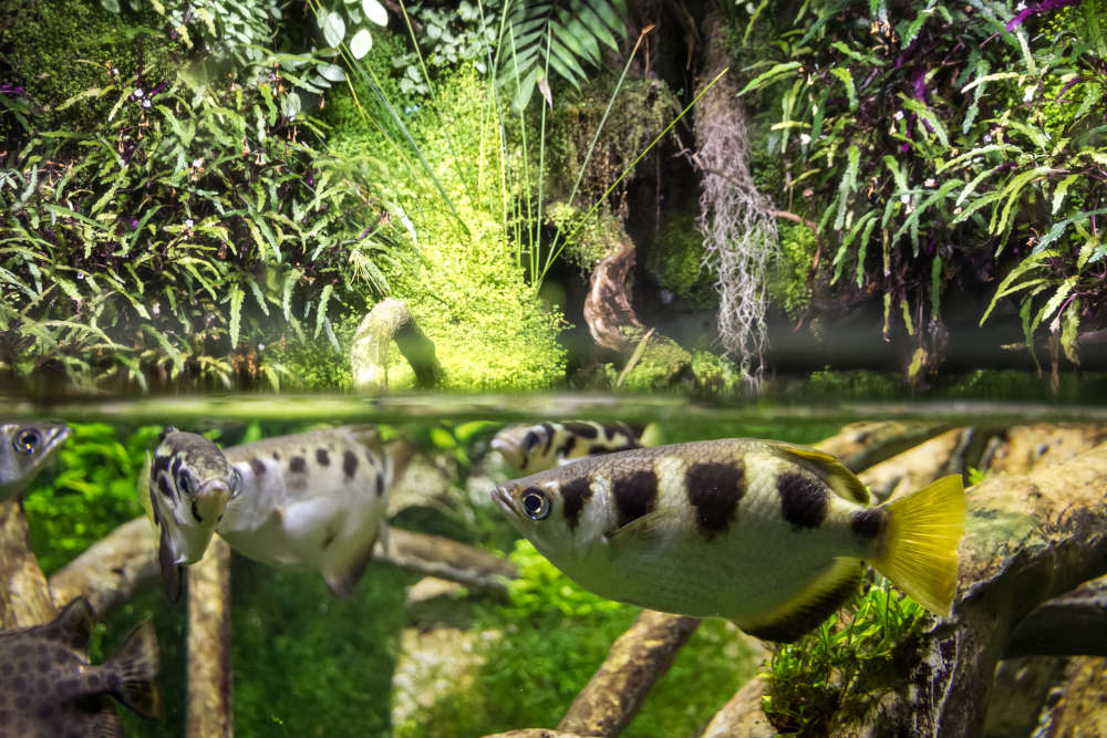 Mangrove swamp themed paludarium