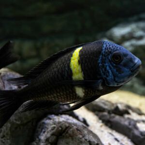 Duboisi Cichlid Overview, Care & Breeding Guide