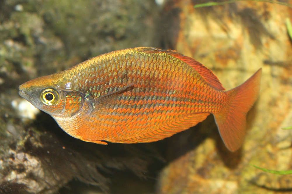 Millennium Rainbowfish