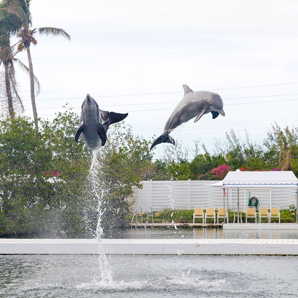 Two dolphins jumping out of water