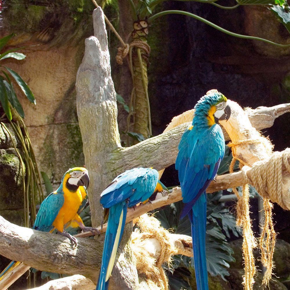 parakeet exhibit