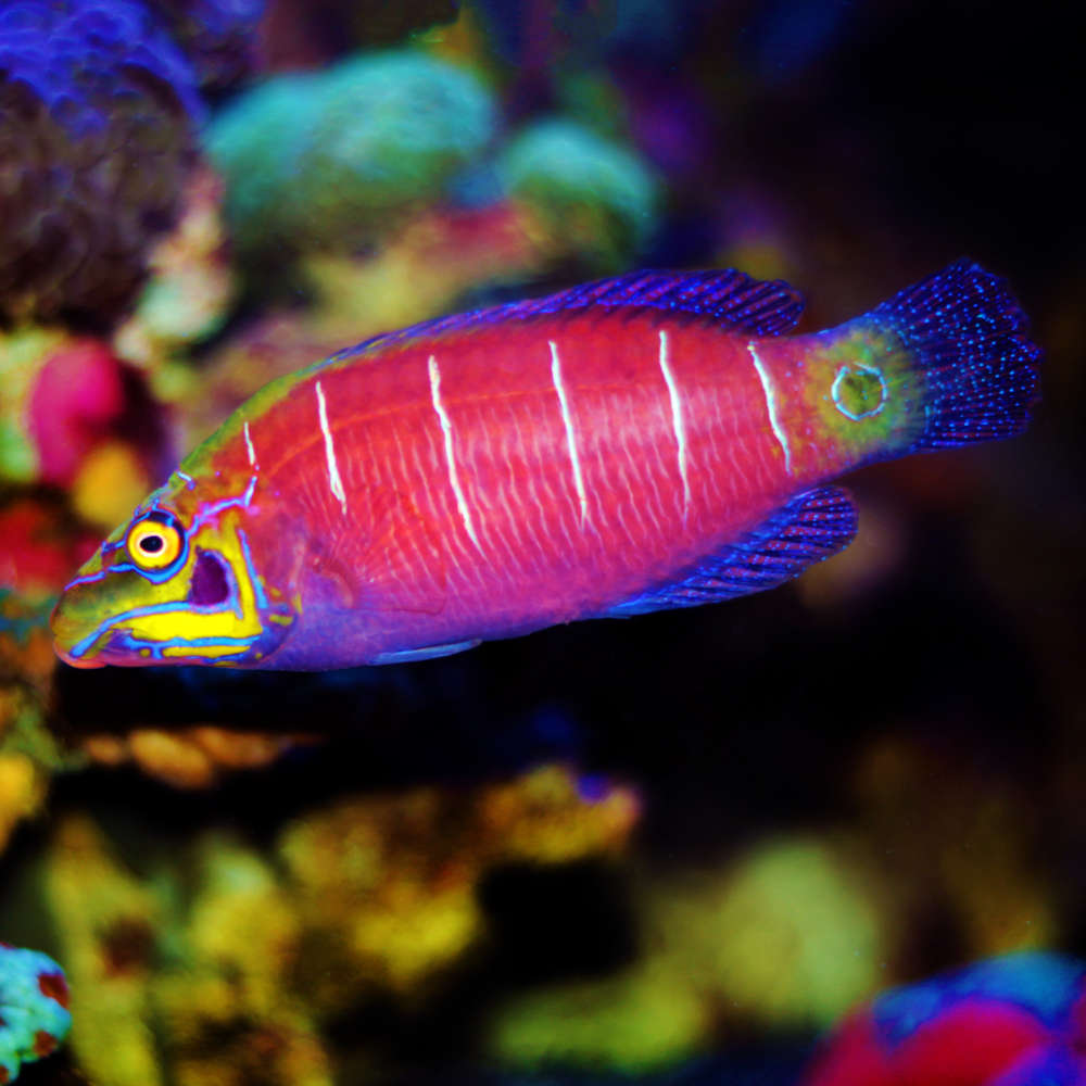 Mystery wrasse