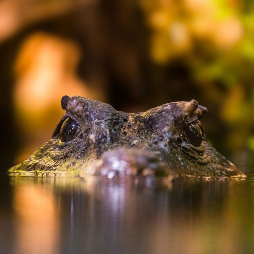 Amazon river forest caiman