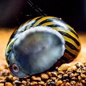 Nerite snail closeup