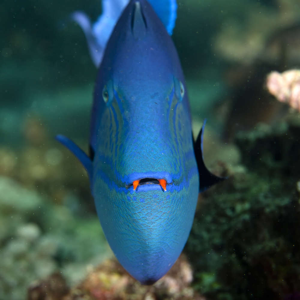 Niger triggerfish showing red teeth