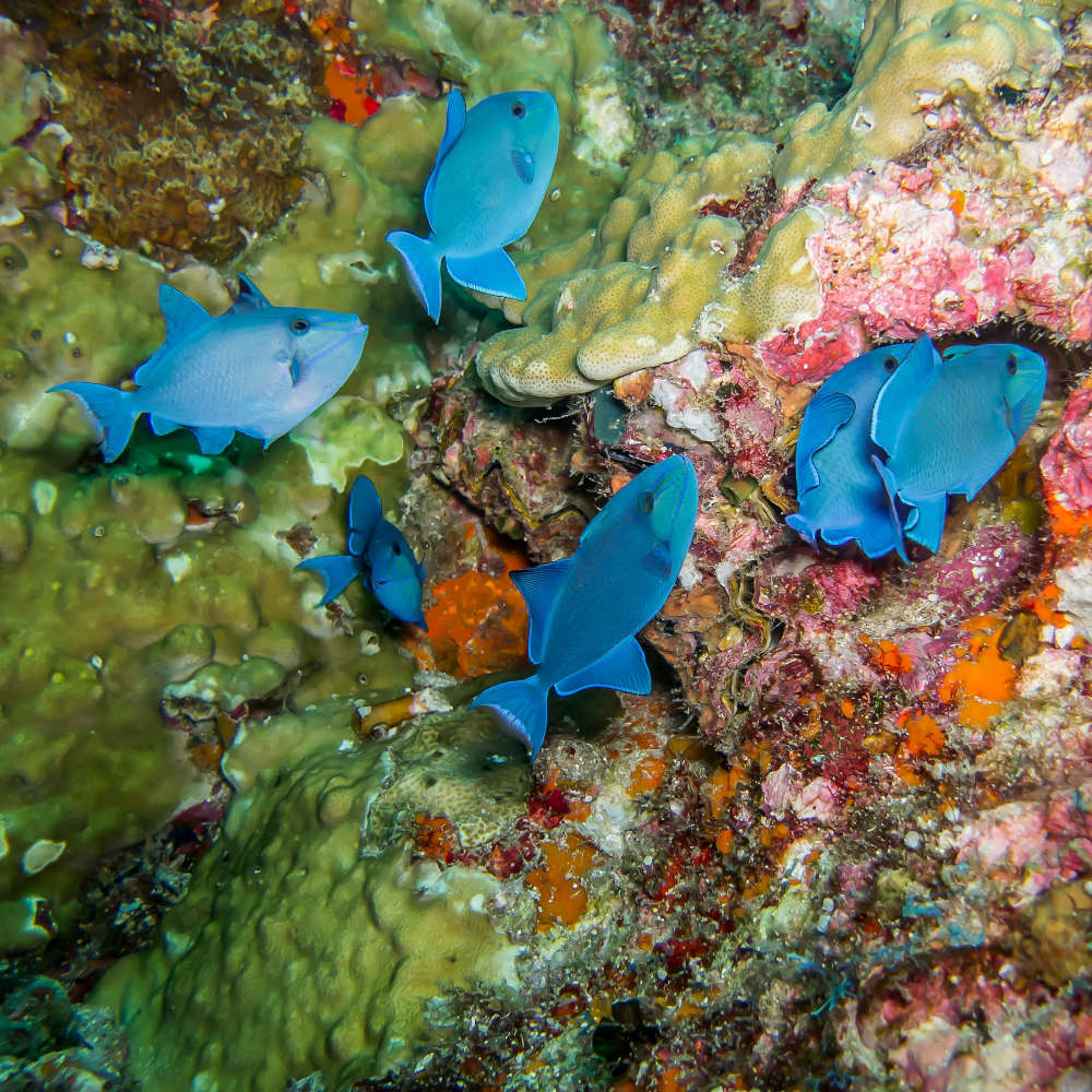 Group of niger triggerfish