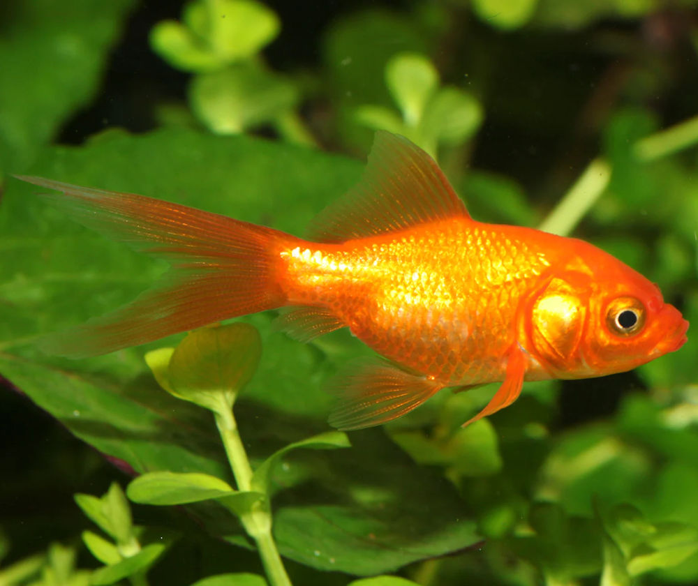 Nymph goldfish