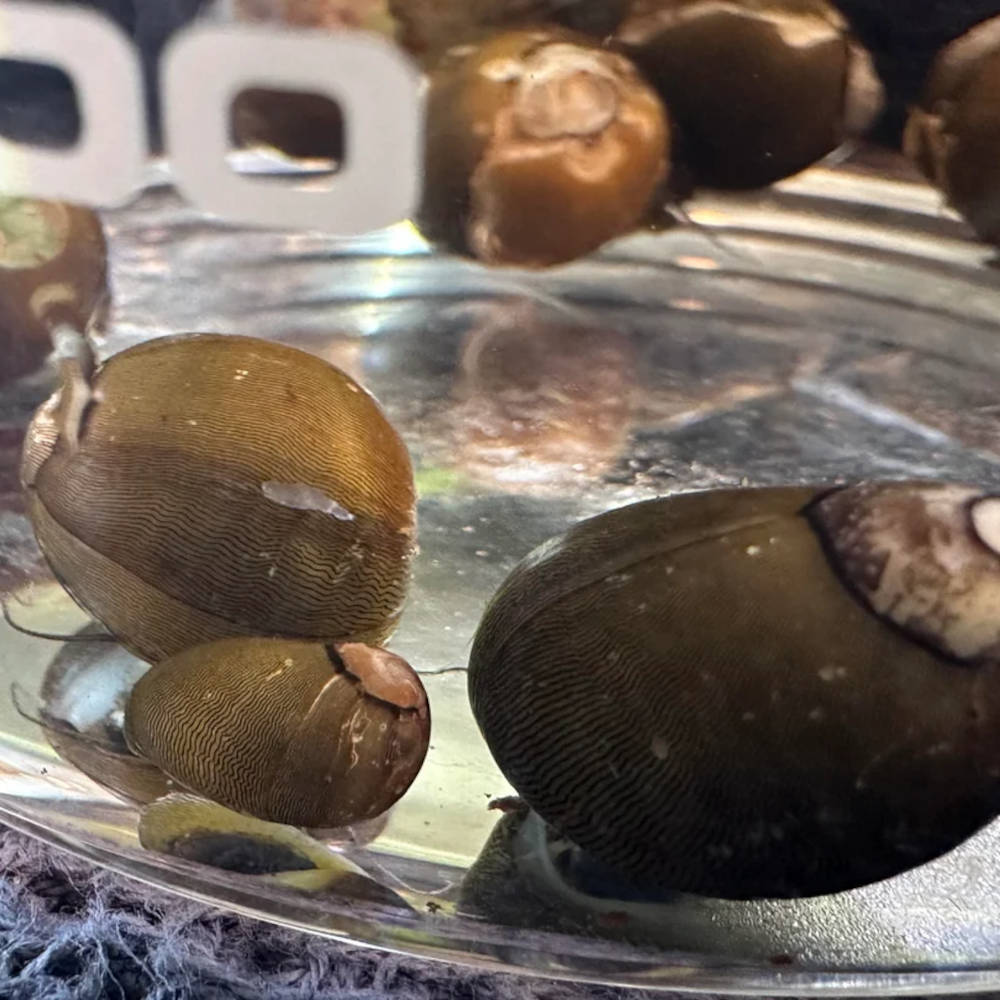 Olive nerite snail