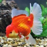 Oranda goldfish