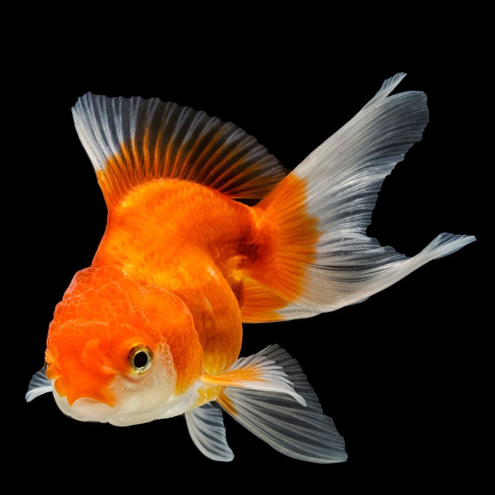 Oranda goldfish on black background